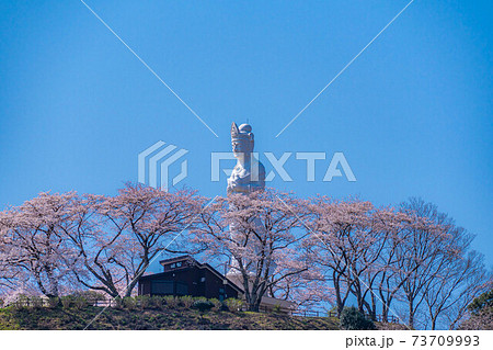 船岡城址公園の船岡平和観音と桜 【宮城県】 船岡城址公園の船岡平和観音と桜 【宮城県】 73709993