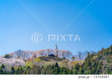 船岡城址公園の船岡平和観音と桜　【宮城県】 73709997