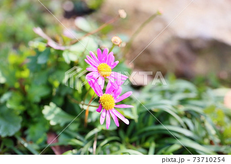 デイジーの花 73710254