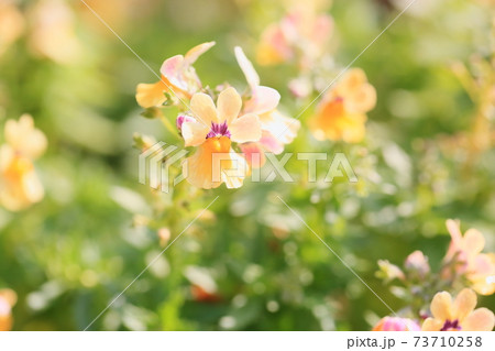 ビオラの花 ビオラの花 73710258