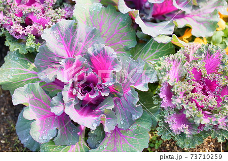ハボタンの花 ハボタンの花 73710259