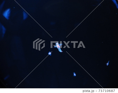 世界最大の水族館 海遊館 73710687