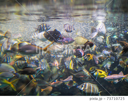 世界最大の水族館 海遊館 73710725