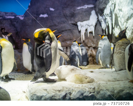世界最大の水族館 海遊館 73710726