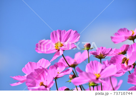 秋空と秋桜 73710744