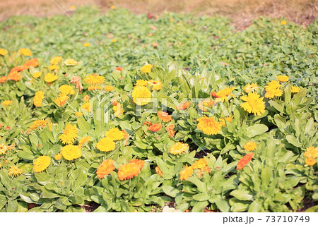 カレンジュラの花 73710749