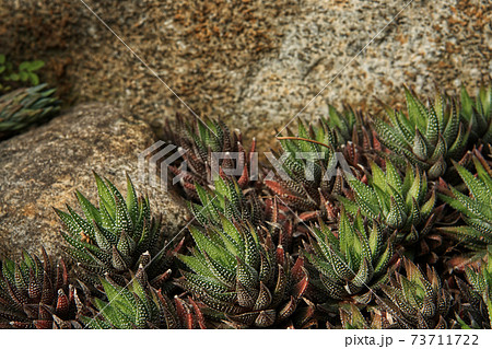 尖った葉っぱを持ったサボテンの群生の写真素材