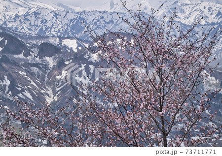 山形県 小国町の桜 山形県 小国町の桜 73711771