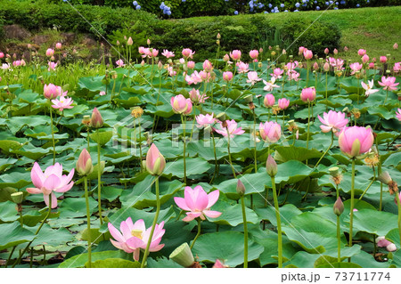 矢吹町 大池公園 古代ハス 矢吹町 大池公園 古代ハス 73711774