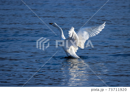 猪苗代湖の白鳥 猪苗代湖の白鳥 73711920