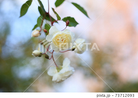 白バラの花 プロスペリティの写真素材