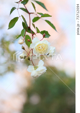 白バラの花 プロスペリティの写真素材