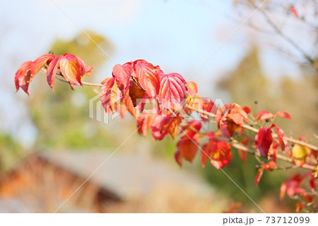 紅葉 ヤマボウシの葉 紅葉 ヤマボウシの葉 73712099