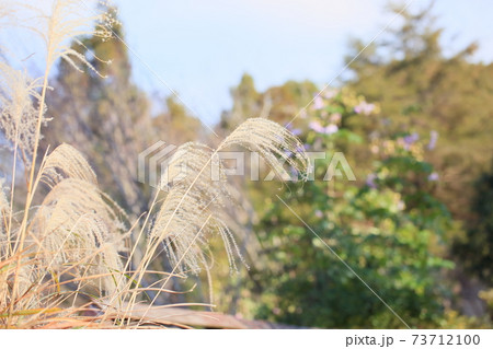 爽やかススキ花穂 爽やかススキ花穂 73712100