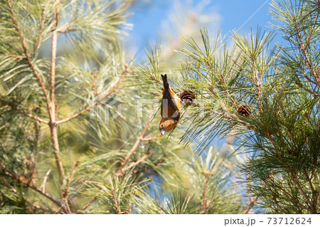 松ぼっくりにぶら下がるイスカ雄 松ぼっくりにぶら下がるイスカ雄 73712624