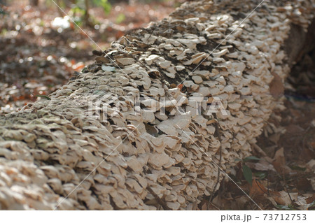 きのこの原木に生えたきのこ 菌糸類やカビの写真素材