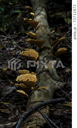 Wild Fungi On Tree Trunk 73712872