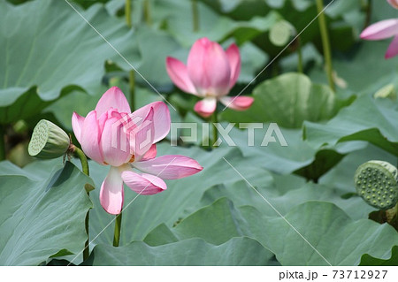 蓮の花 蓮の花 73712927