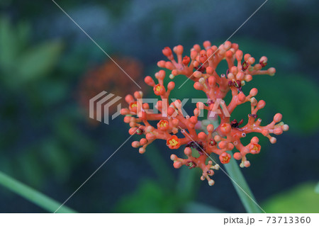 熱帯のサンゴの様な花をもつオレンジの植物の写真素材
