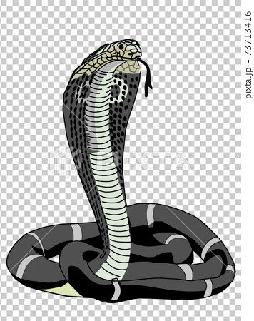 動物ヘビのイラスト素材