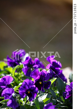 パンジーの花 73713923