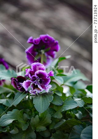 パンジーの花 パンジーの花 73713924