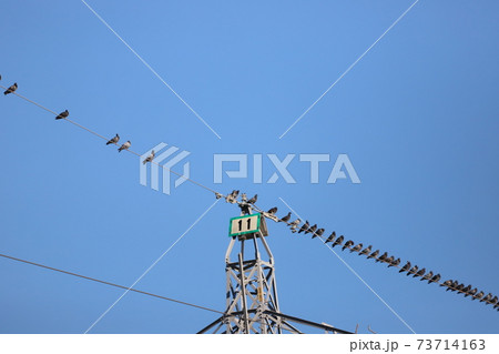 ドバトさん、密ですね。 73714163