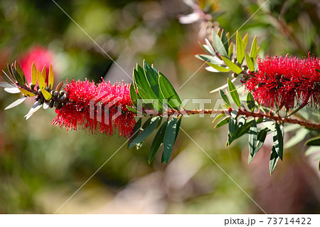 キンポウジュ 73714422