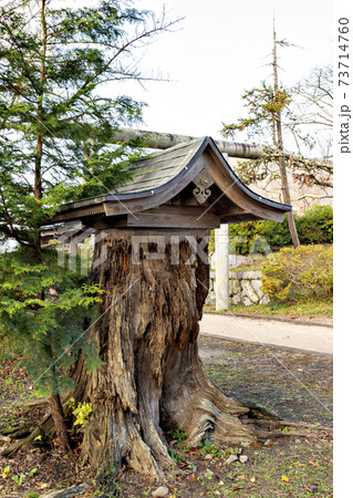 篠山城址にある神木 73714760