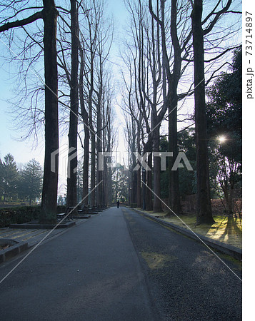 栃木県中央公園 ユリノキ並木 栃木県中央公園 ユリノキ並木 73714897