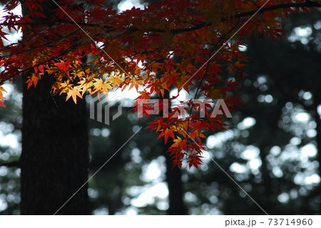 木 秋 紅葉 73714960