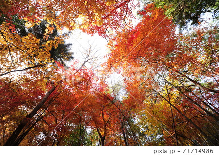 木 秋 紅葉 73714986