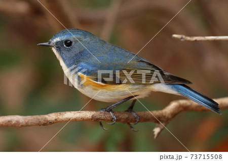樹上でたたずむルリビタキのオス「幸せの青い鳥」 73715508