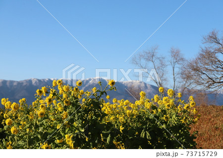 琵琶湖　第1なぎさ公園の菜の花 73715729