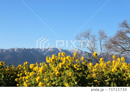 琵琶湖　第1なぎさ公園の菜の花 73715730