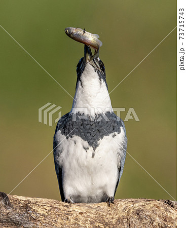 Belted Kingfisher Portrait Belted Kingfisher Portrait 73715743