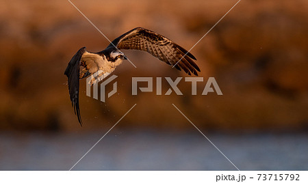 Osprey Fishing in Florida  73715792