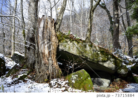 初雪を被る奥入瀬渓流の石ケ戸 73715884