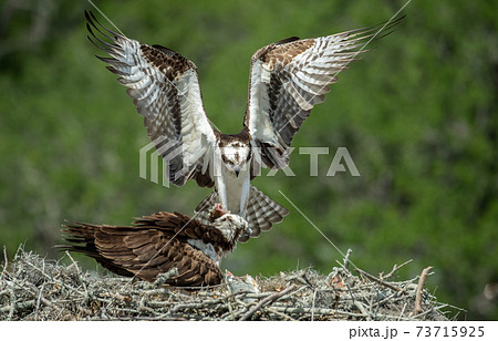 Osprey Fishing in Florida  73715925