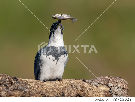 Belted Kingfisher Portrait Belted Kingfisher Portrait 73715928