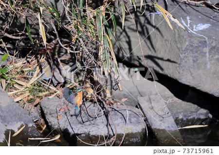 カワセミ 73715961