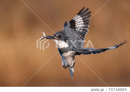 Belted Kingfisher Portrait  73716004