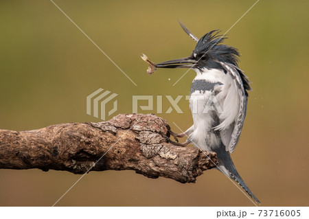 Belted Kingfisher Portrait  73716005
