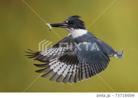 Belted Kingfisher Portrait  73716006