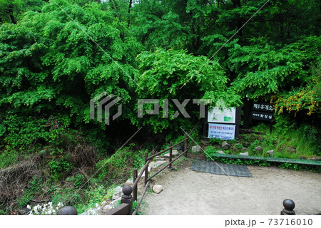 風景 森 森林 73716010