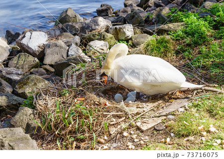 Lady Swan sitting in a nest protecting her eggs 73716075
