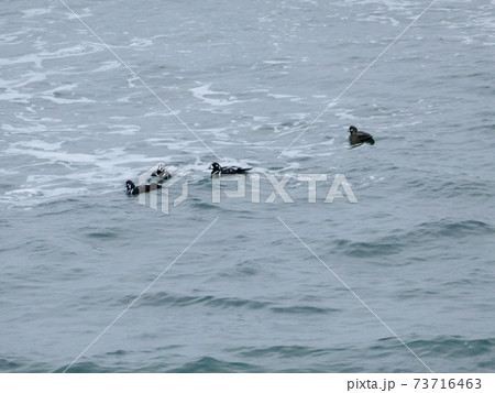 シノリガモ 磯崎海岸 シノリガモ 磯崎海岸 73716463