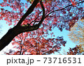京都東福寺の紅葉 73716531