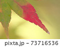 京都東福寺の紅葉 73716536
