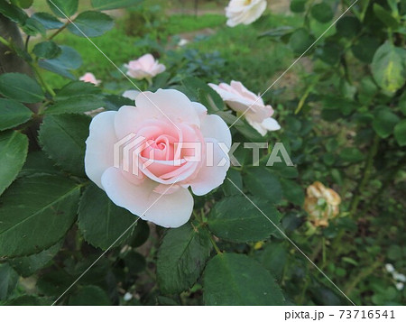 バラ アスピリン・ローズ Aspirin Rose バラ アスピリン・ローズ Aspirin Rose 73716541